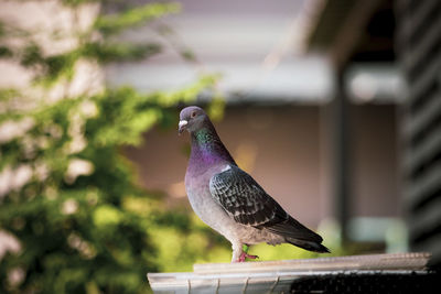 Homing pigeion bird standing at sputnik trap