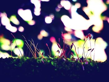 Close-up of grass at night