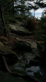 Scenic view of river in forest