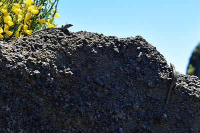Close-up of lizard on rock against clear sky