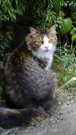 Portrait of cat sitting on land