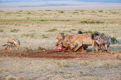 A pack of hyenas fights over and devours a wildebeest carcass while jackals linger nearby