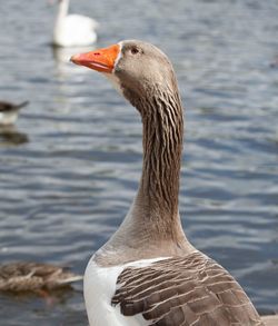 Close-up of swan swimming on lake