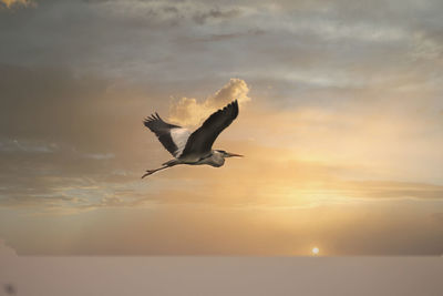 Low angle view of seagull flying in sky