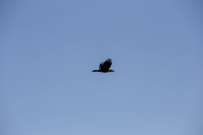 Low angle view of bird flying in sky