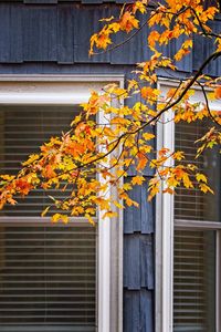 Close-up of tree by wall