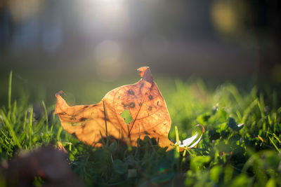 Close-up of dry leaf on grass