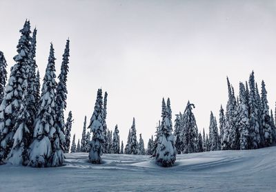 Panoramic view of trees on snowy landscape against sky