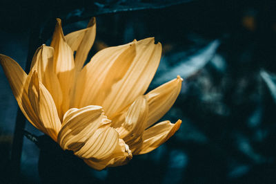 Close-up of yellow rose flower