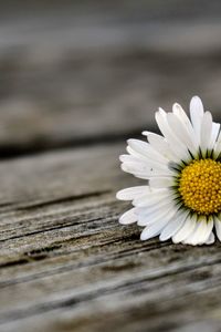 Close-up of white daisy