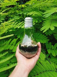 Cropped image of person holding green leaves