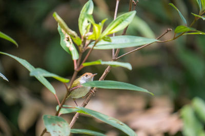 Close-up of plant growing outdoors