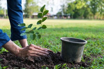 Close-up of man planting plant in park