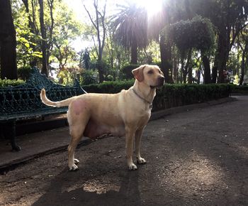 Dog standing on tree trunk