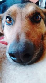 Close-up portrait of dog