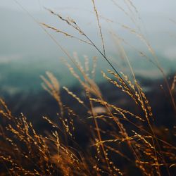 Close-up of grass against sky