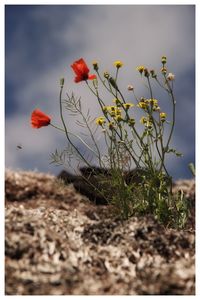 Close-up of red poppy flowers blooming on field