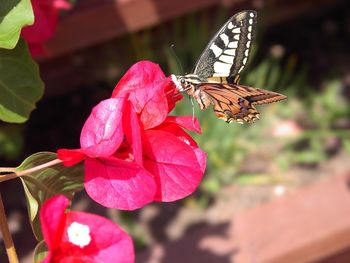 Close-up of butterfly on flower