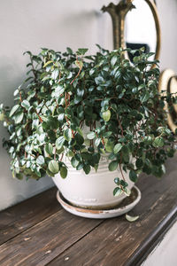 Close-up of potted plant on table