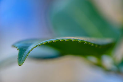 Close-up of green leaves