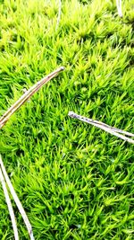 Close up of grass