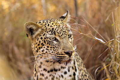 Close-up of a cat looking away