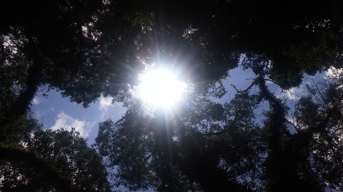 Low angle view of trees against sky