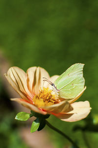 Close-up of flower blooming