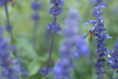 Close-up of bee pollinating on purple flowering plant