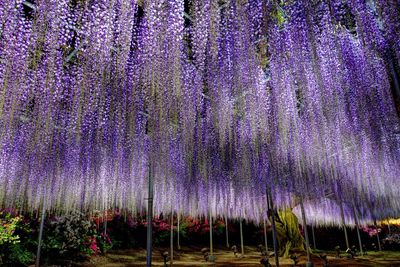 Purple flowers growing on tree