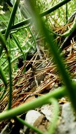 Close-up of plant growing on field