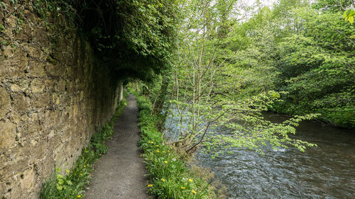 Footpath amidst trees in forest