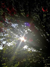 Low angle view of trees in forest