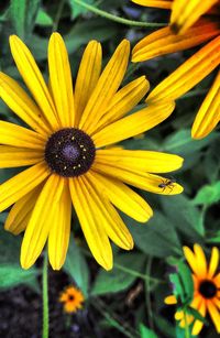 Close-up of yellow flower