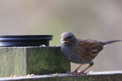 Close-up of bird perching on fence