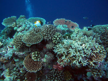 Close-up of coral in sea