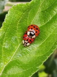 Close-up of ladybug on leaf