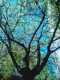 Low angle view of trees against sky