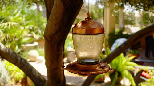 Close-up of drink served on tree trunk