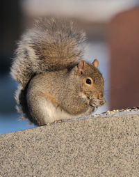 Close-up of squirrel on retaining wall