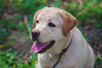 Close-up of dog sticking out tongue outdoors