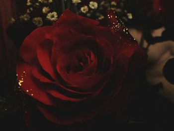 Close-up of red rose