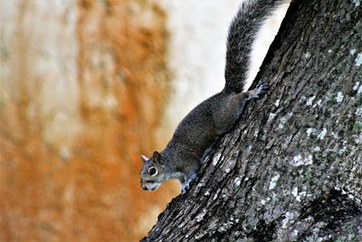 Close-up of squirrel on tree trunk