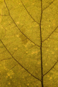 Full frame shot of yellow tree