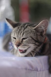 Close-up of cat resting