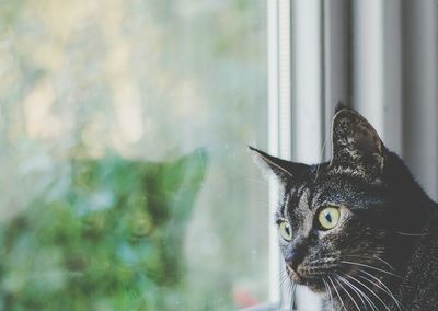 Close-up of cat looking through window