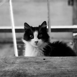 Close-up portrait of cat by wall outdoors