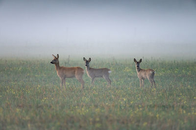 Deer standing on grassy field against sky