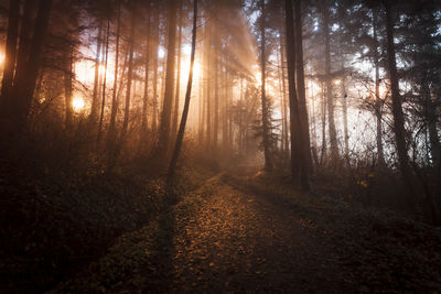 Trees in forest during autumn