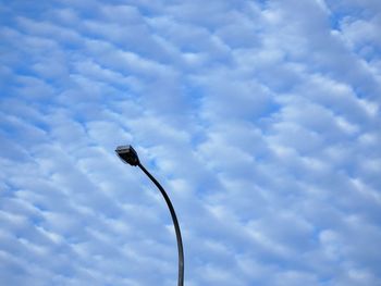 Low angle view of bird against sky